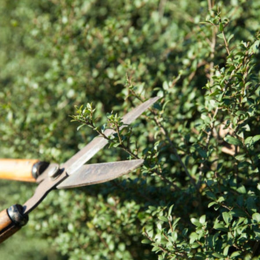 庭木剪定 長久手市 | 長久手市で庭木剪定ならお庭の窓口長久手市