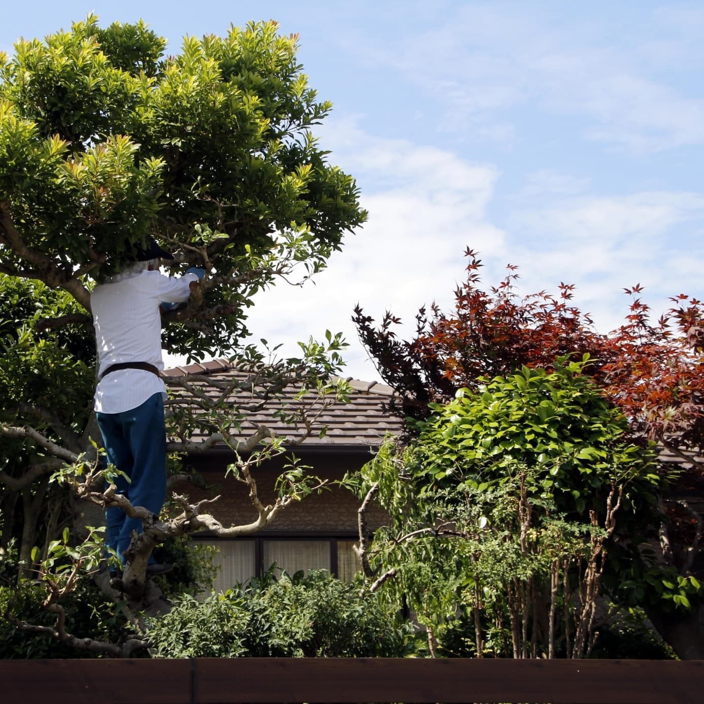 庭木伐採 長久手市 | 長久手市で庭木伐採ならお庭の窓口長久手市