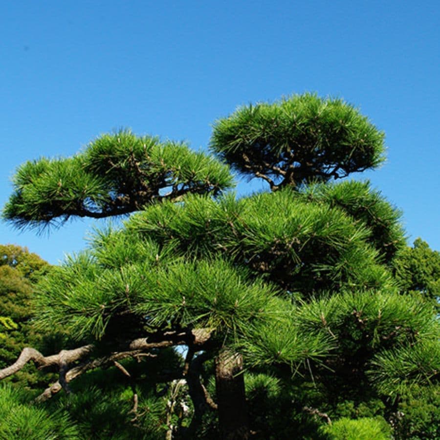 松の木剪定・伐採 長久手市 | 長久手市で松の木剪定・伐採ならお庭の窓口長久手市