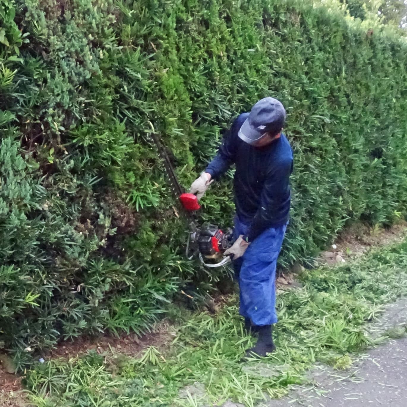 生垣剪定 長久手市 | 長久手市で生垣剪定ならお庭の窓口長久手市