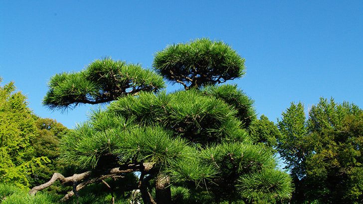 工事完成 | 長久手市で庭木の剪定・伐採ならお庭の窓口長久手市